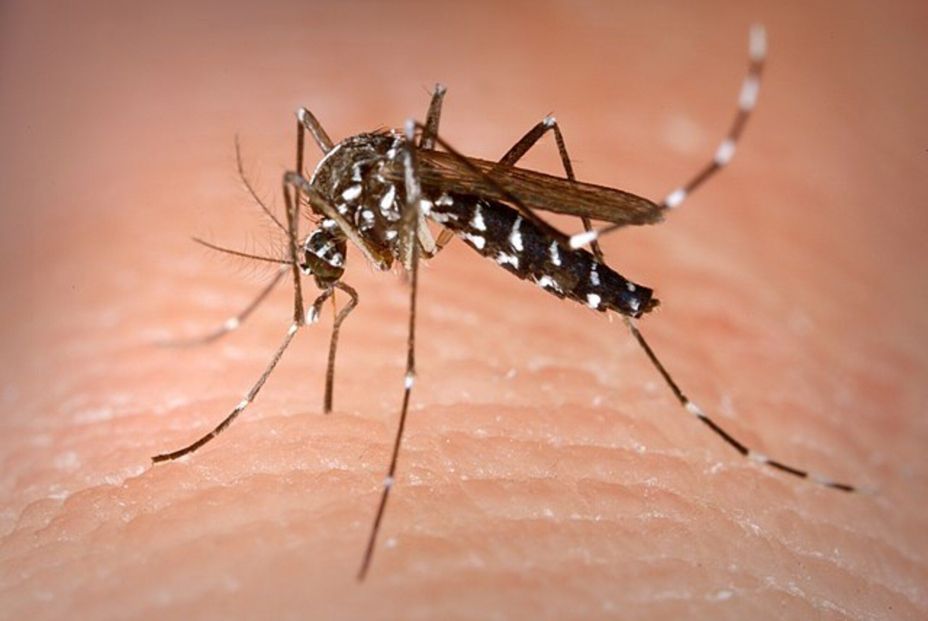 Wikipedia Commons. ¡Alerta mosquitos! España se prepara para un aumento tras las lluvias Wikipedia Commons. ¡Alerta mosquitos! España se prepara para un aumento tras las lluvias