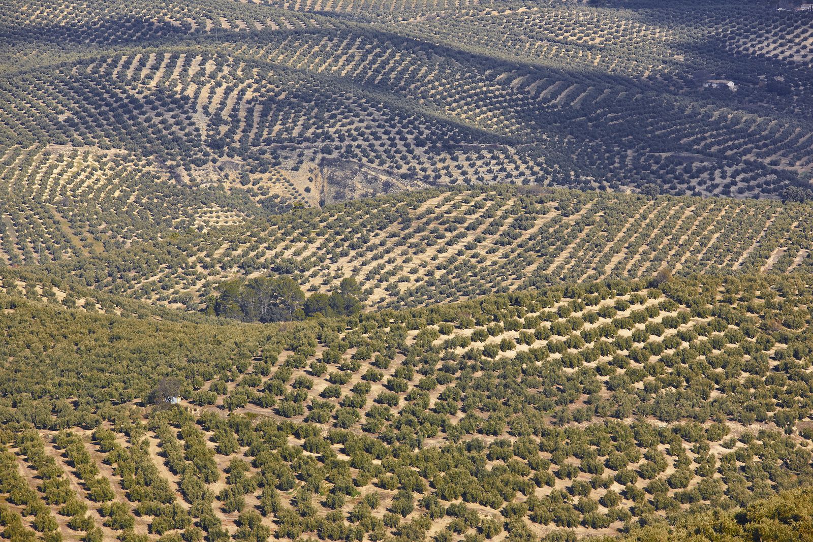 Olivar en Jaén, Andalucía