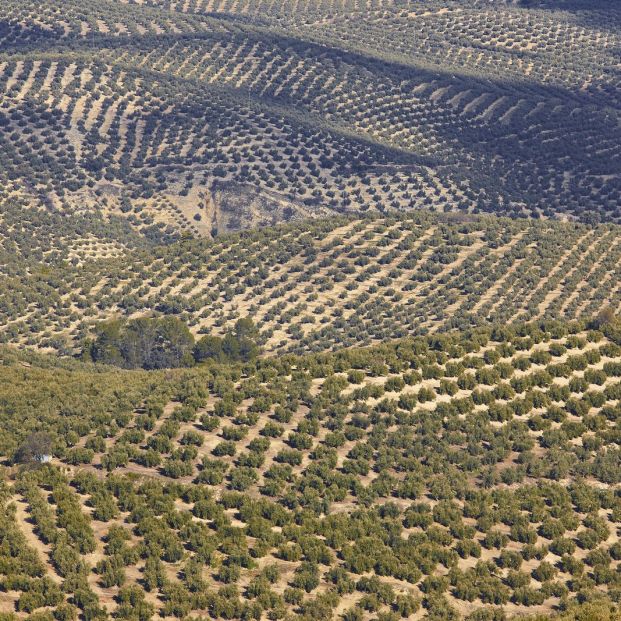 Olivar en Jaén, Andalucía