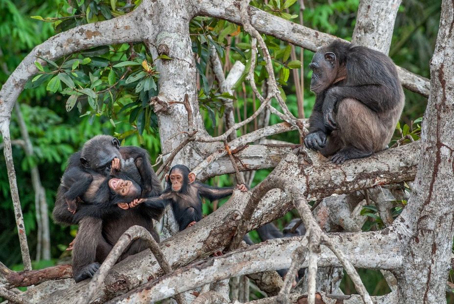 bigstock Chimpanzee With A Cub On Mangr 126698132 bigstock Chimpanzee With A Cub On Mangr 126698132
