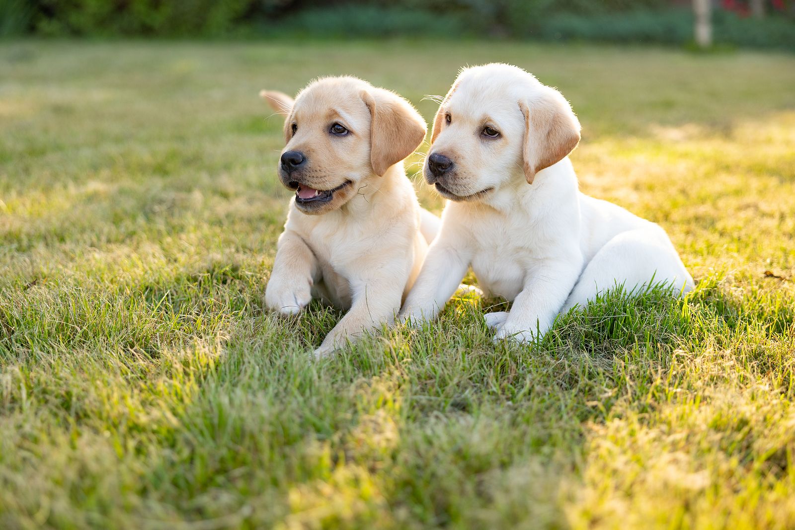 Advance lanza su primera guía de cachorros para concienciar sobre su cuidado y bienestar