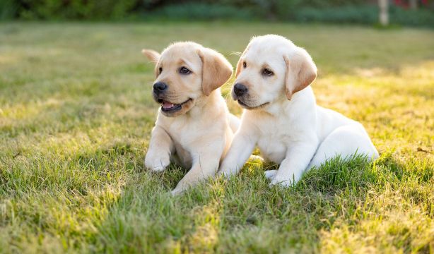 Advance lanza su primera guía de cachorros para concienciar sobre su cuidado y bienestar