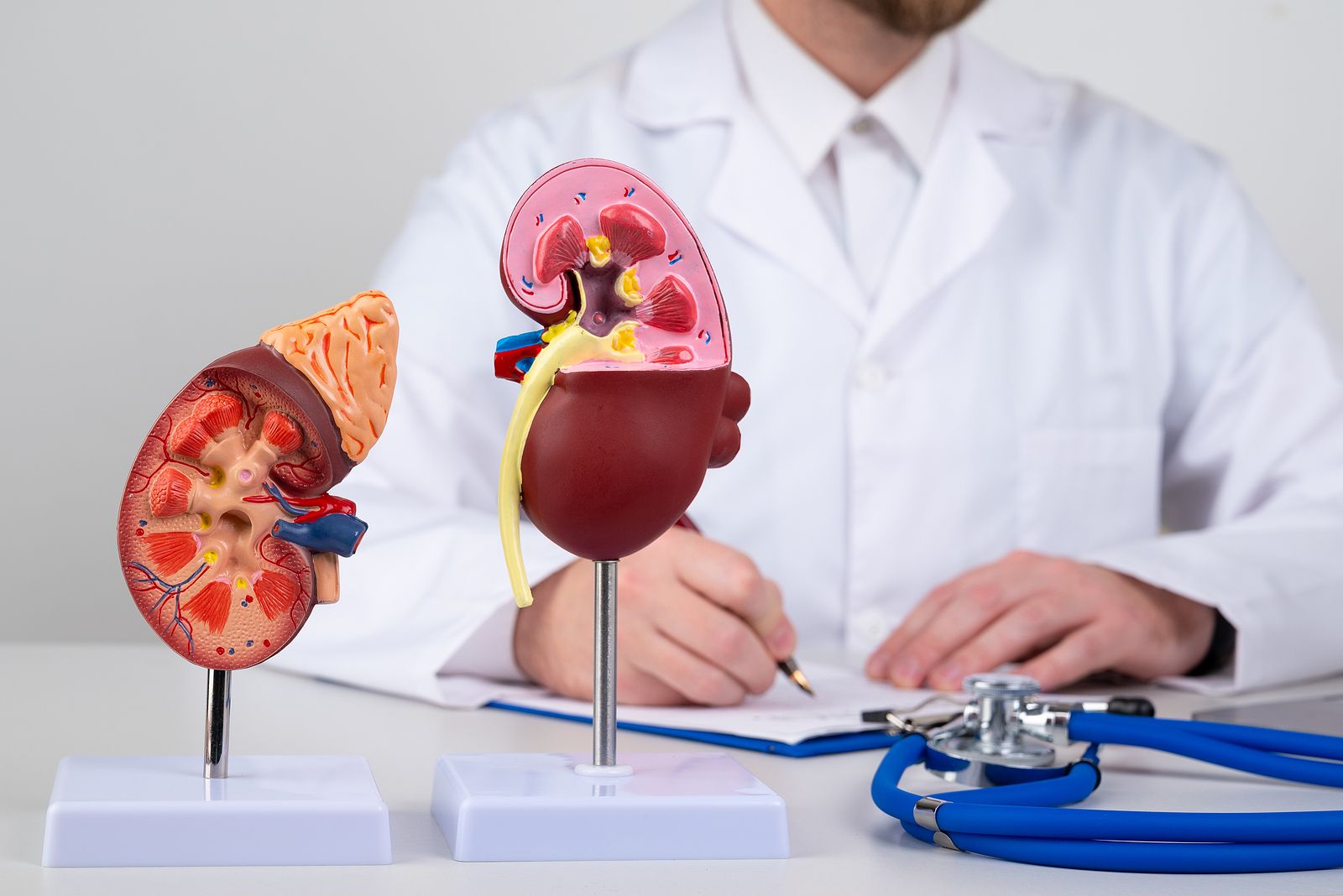 Al descubierto un biomarcador crucial de la insuficiencia renal crónica. (Bigstock) Al descubierto un biomarcador crucial de la insuficiencia renal crónica. (Bigstock)