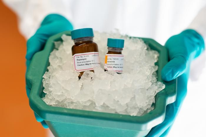 El tratamiento con los medicamentos rapamicina y trametinib juntos puede prolongar la vida de los ratones. Crédito K. Link / Instituto Max Planck de Biología del Envejecimiento El tratamiento con los medicamentos rapamicina y trametinib juntos puede prolongar la vida de los ratones. Crédito K. Link / Instituto Max Planck de Biología del Envejecimiento