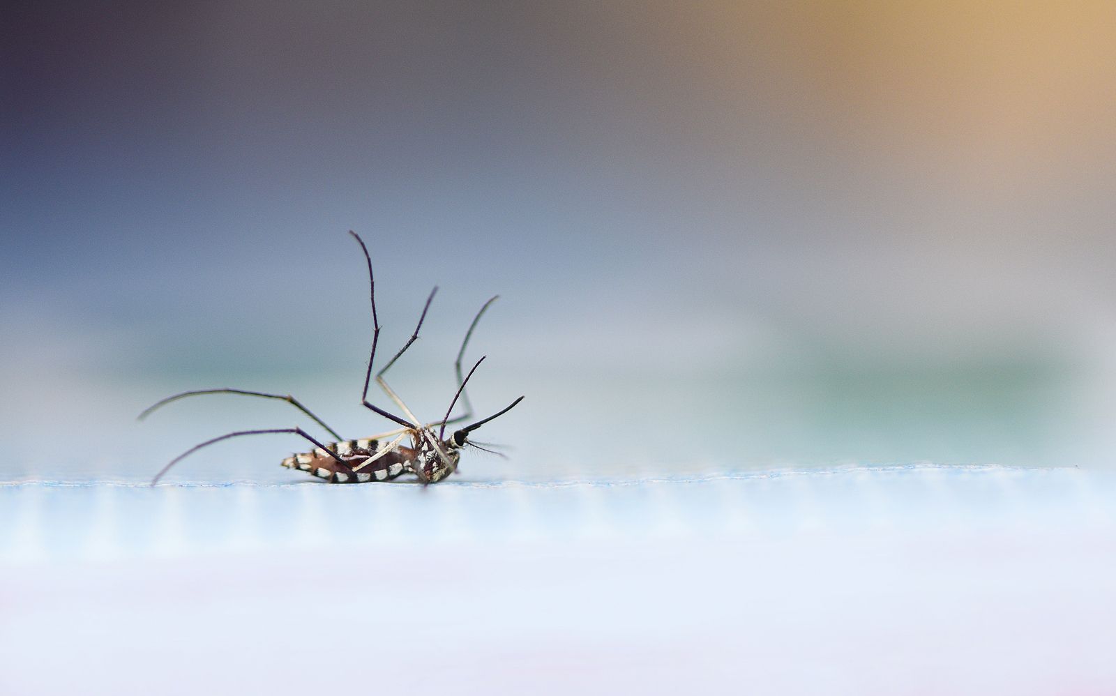 Conoce el método japonés para eliminar los mosquitos de casa