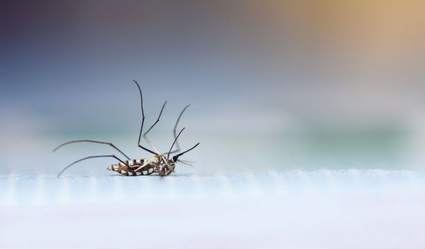Conoce el método japonés para eliminar los mosquitos de casa