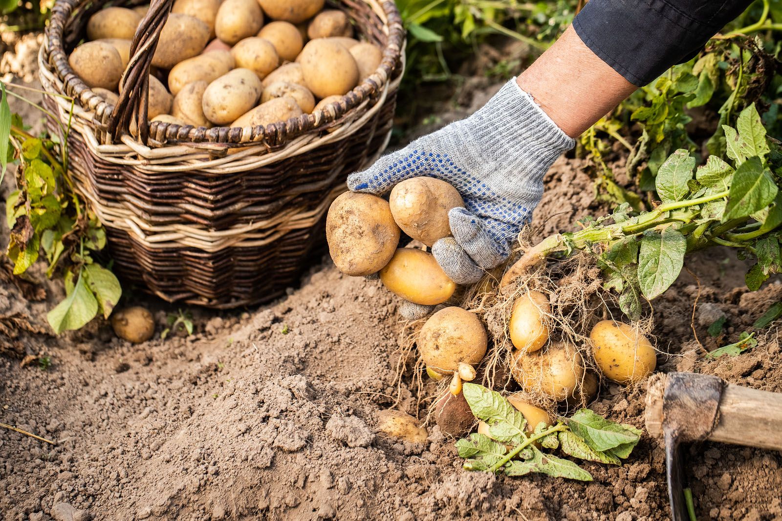 ¿Cuánto sube el precio de la patata del campo a la mesa?