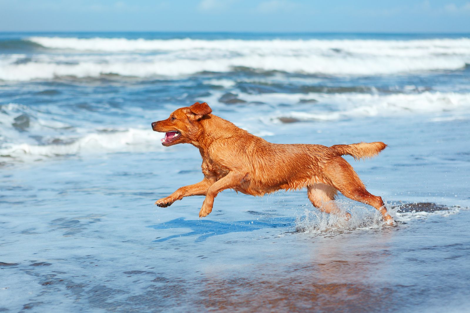 Un adiestrador revela la razón por la que no debes mojar el lomo de tu perro en verano