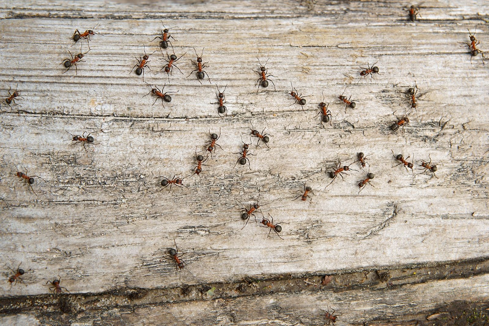 Qué funciona y qué no para acabar con las hormigas en tu casa