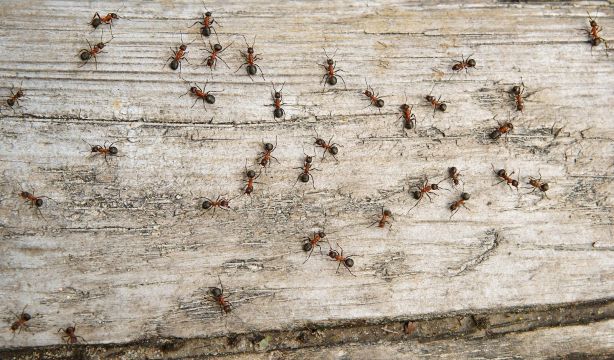 Así se organizan las hormigas para buscar comida