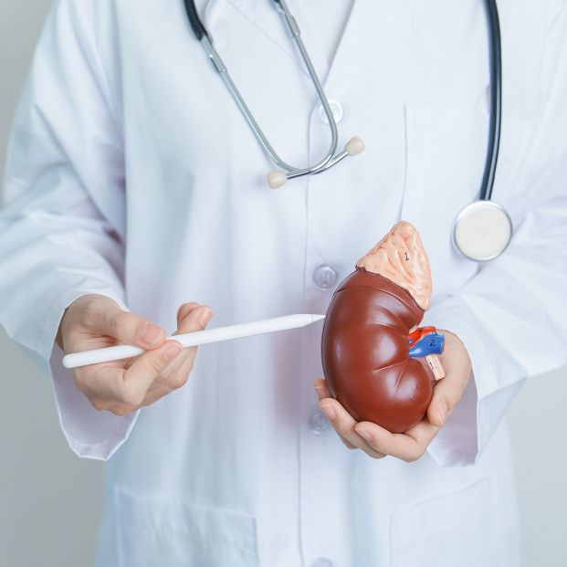 bigstock. Doctor sosteniendo un riñón anatómico 