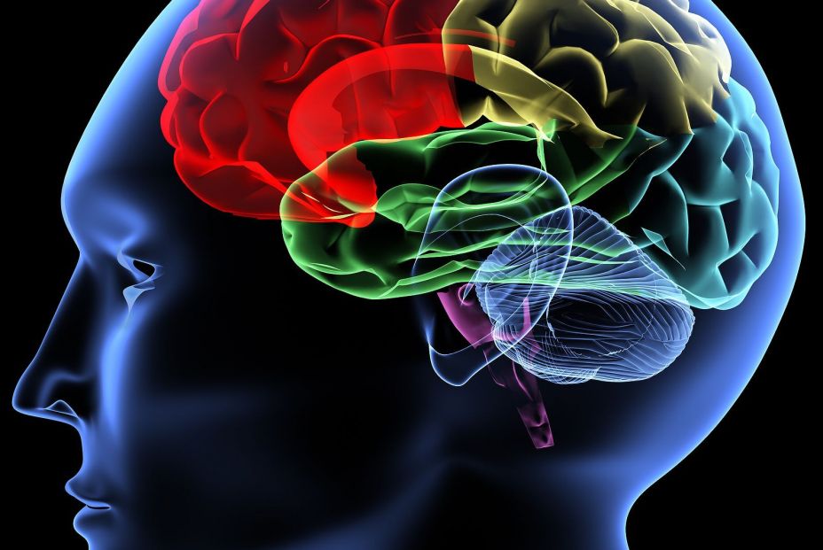 Los nuevos datos se han obtenido de imágenes cerebrales con PET. (Bigstock) Los nuevos datos se han obtenido de imágenes cerebrales con PET. (Bigstock)