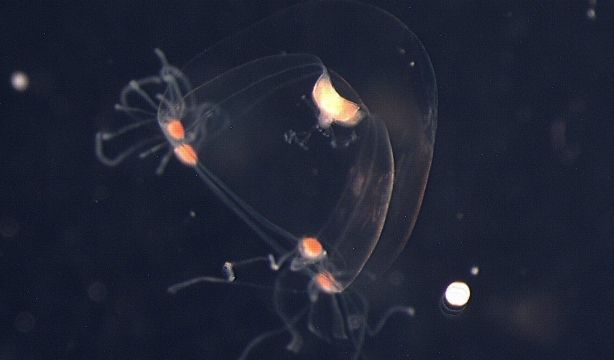 Una medusa de 28 ojos ayuda a entender cómo evolucionó la vista
