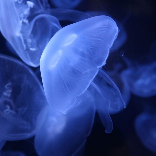 bigstock Moon Jellyfish Pacific moon 432108725 bigstock Moon Jellyfish Pacific moon 432108725