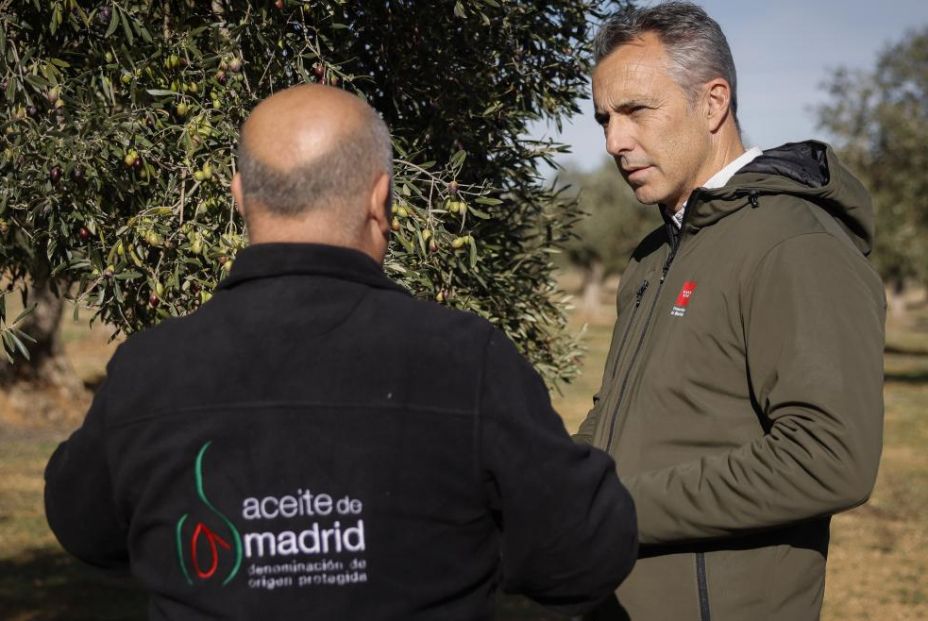 Aceite de Madrid DOP: el oro líquido más castizo se alza con los premios más prestigiosos