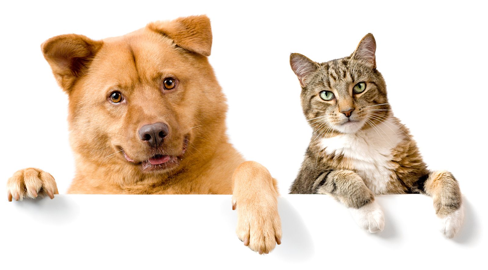Alimentos tóxicos para perros y gatos: lo que nunca debes dar de comer a tu mascota