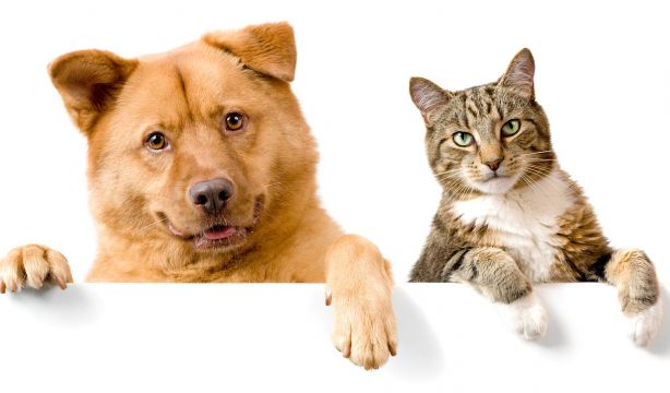 Alimentos tóxicos para perros y gatos: lo que nunca debes dar de comer a tu mascota
