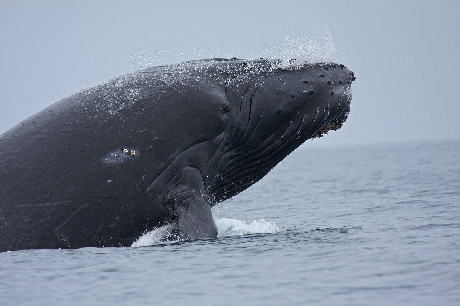 Las ballenas inspiran formas de posible comunicación extraterrestre Las ballenas inspiran formas de posible comunicación extraterrestre