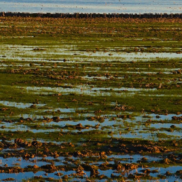 Flamencos en acuíferos de Doñana