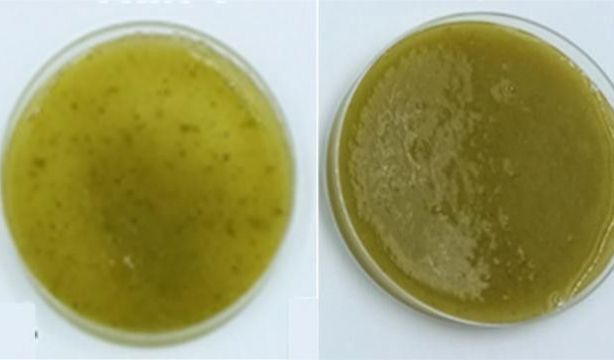 Low Res 061125SmoothieDigestion Low Res 061125SmoothieDigestion