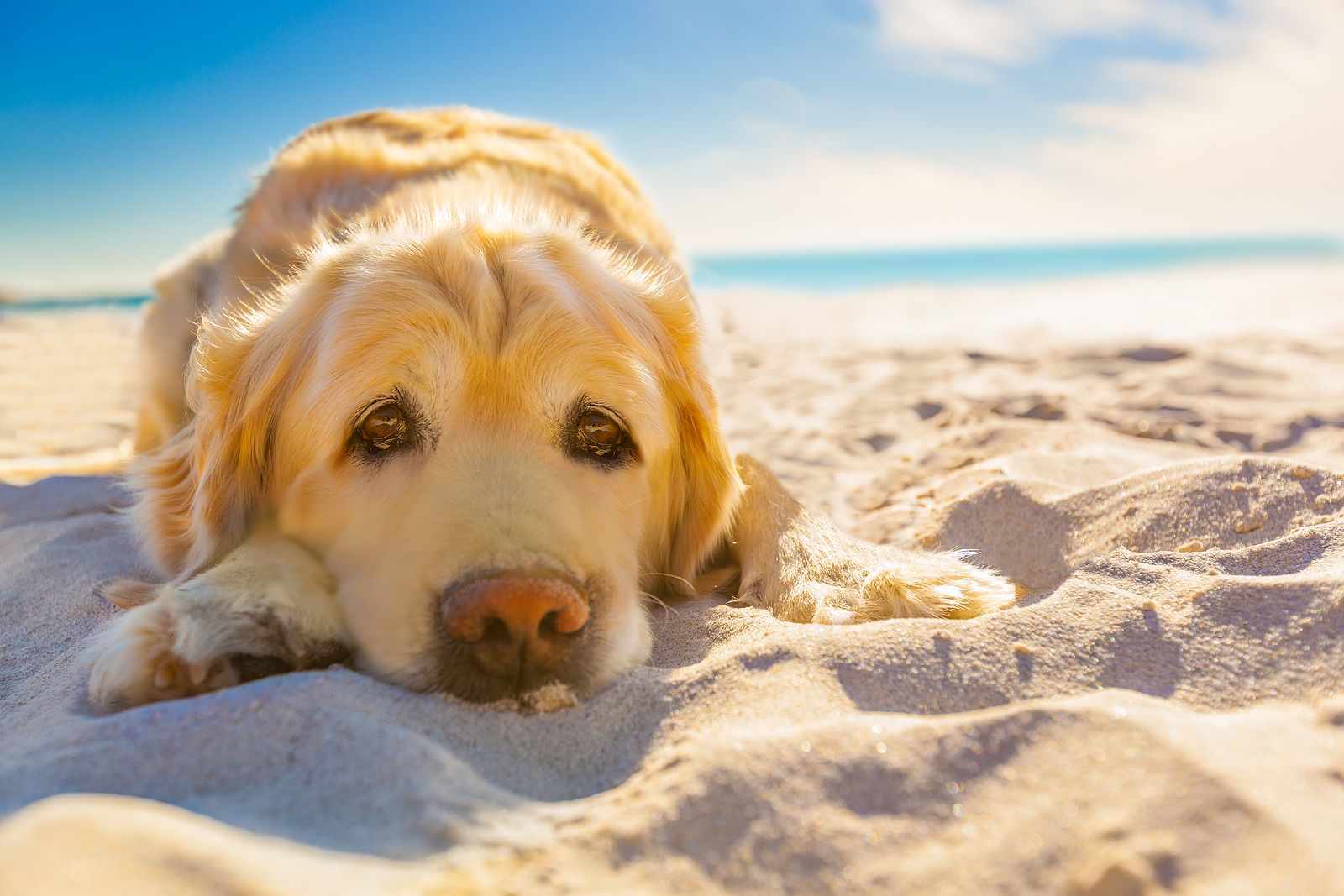 Cómo proteger a tu mascota del calor este verano