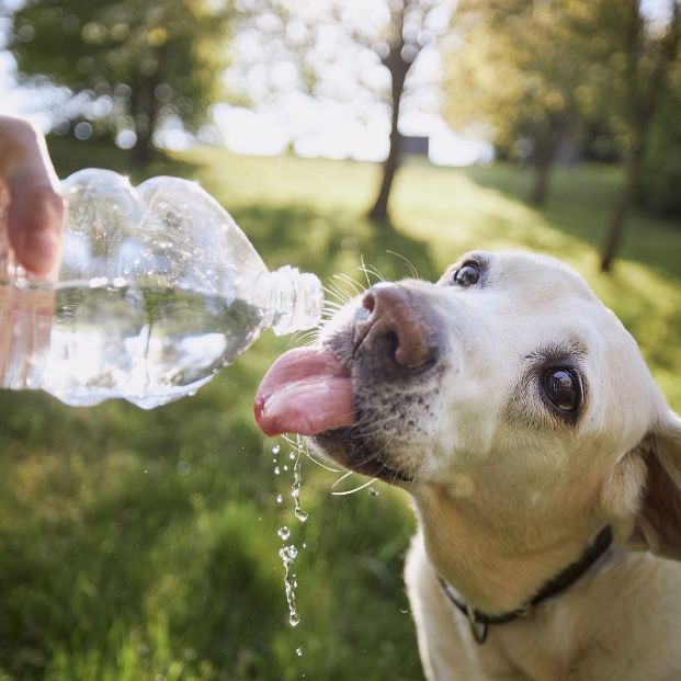 bigstock Dog Drinking Water From Plasti 454220841 bigstock Dog Drinking Water From Plasti 454220841