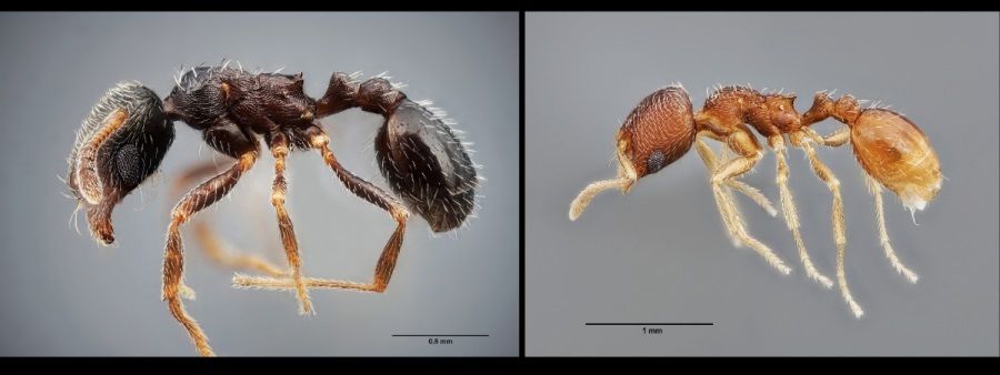Las dos especies de hormigas identificadas