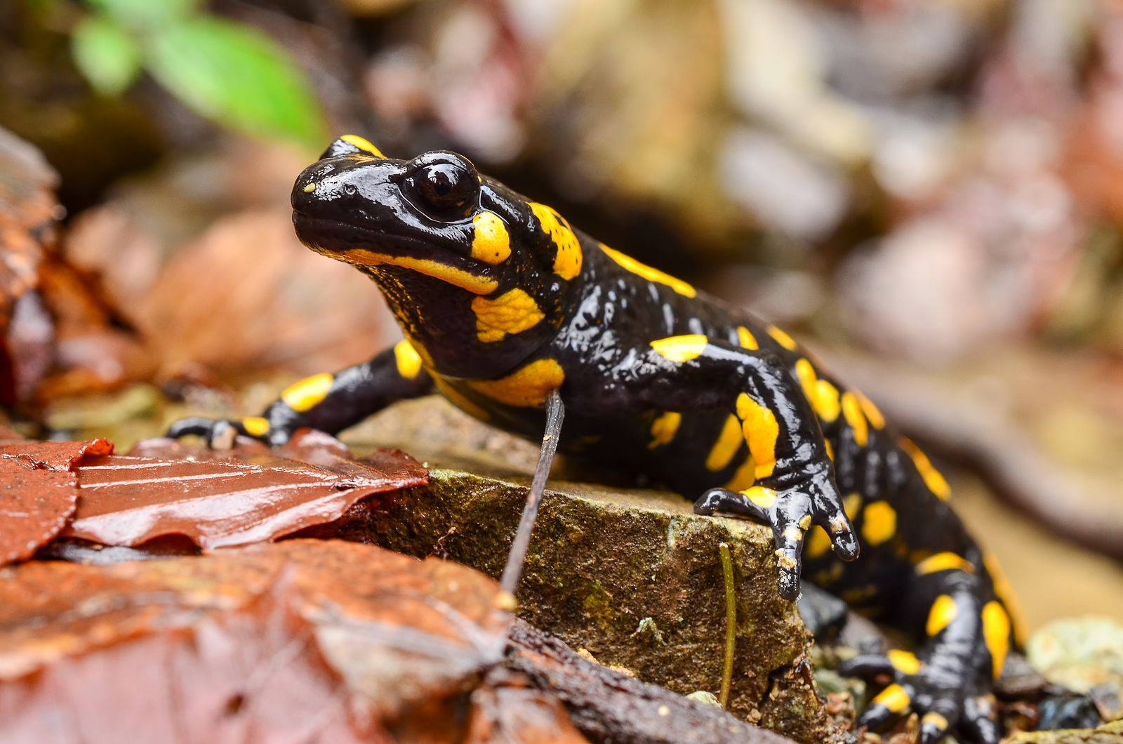 Hallan en Estados Unidos una salamandra que medía casi medio metro. Foto: Big Stock