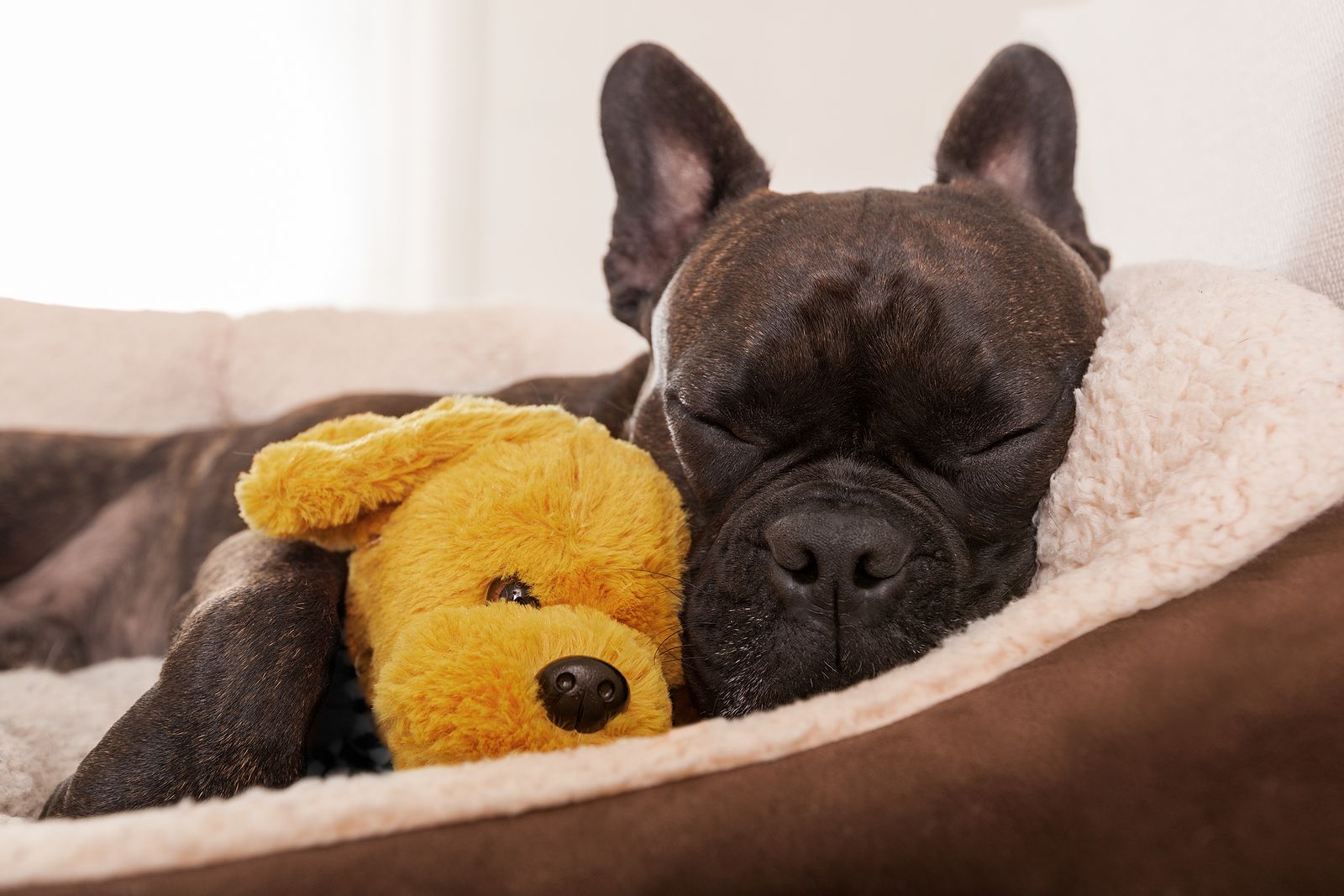 ¿Dónde deben dormir los perros en verano para evitar los golpes de calor?