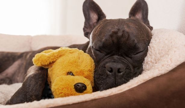 ¿Dónde deben dormir los perros en verano para evitar los golpes de calor?