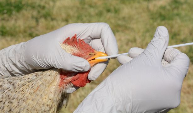 El virus de la gripe aviar está evolucionando para escapar de las defensas humanas. (Bigstock)
