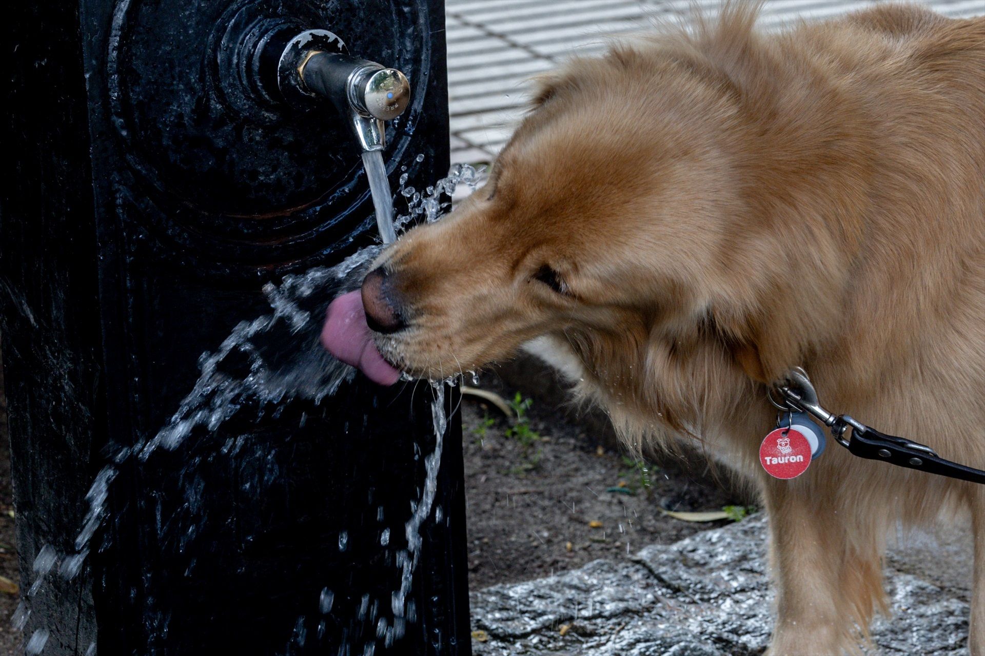 Golpes de calor en perros: todo lo que tienes que saber para proteger a tu mascota