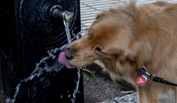 Golpes de calor en perros: todo lo que tienes que saber para proteger a tu mascota