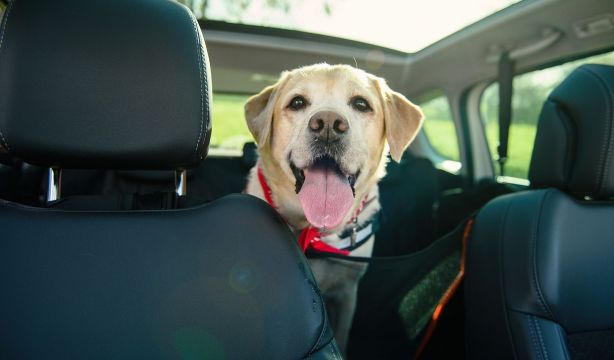 Fundación RACE pide una regulación sobre cómo llevar a las mascotas en el interior de los vehículos (Bigstock)