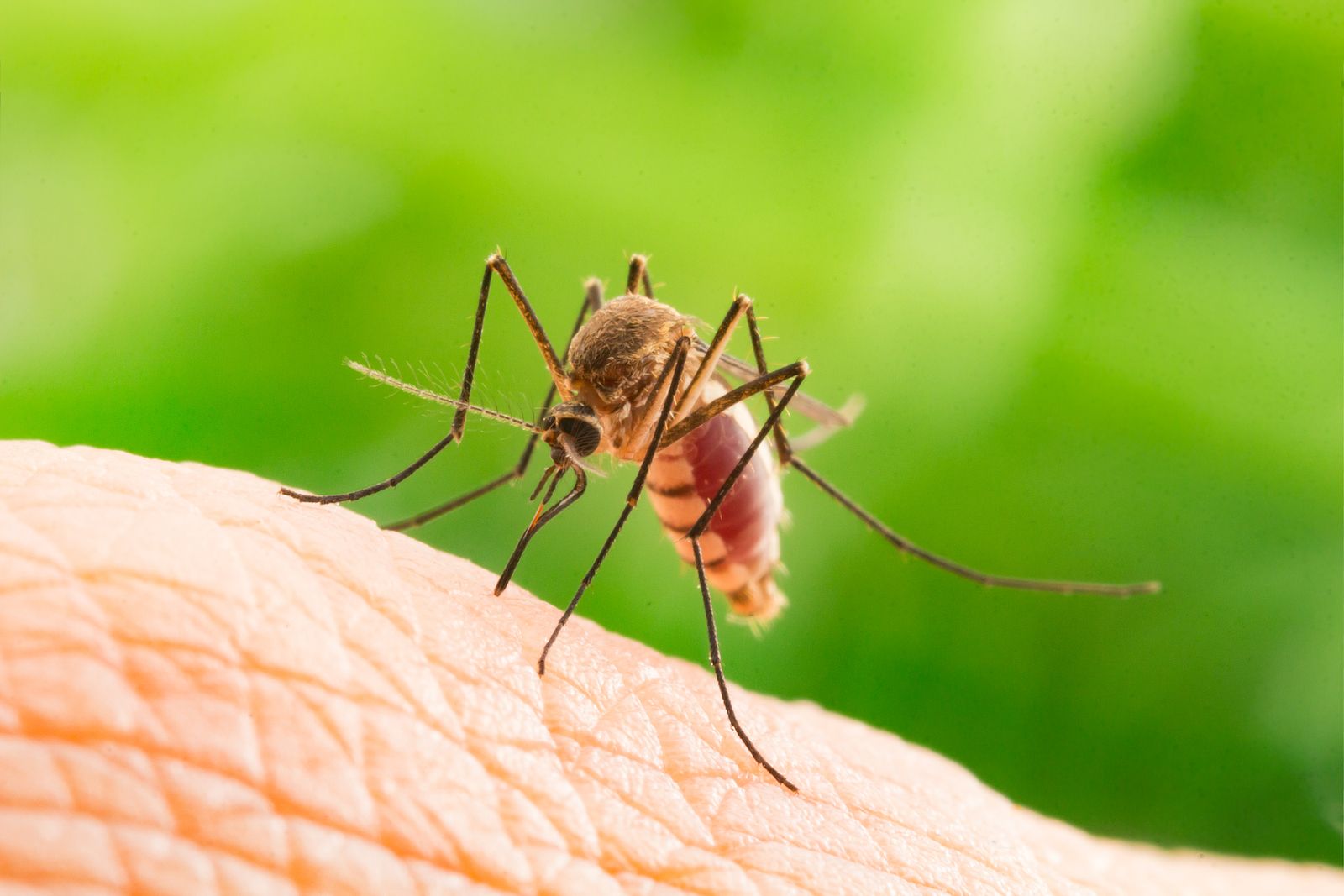 Alertan de la expansión en Europa de los mosquitos del Dengue y el Zilka (Bigstock).