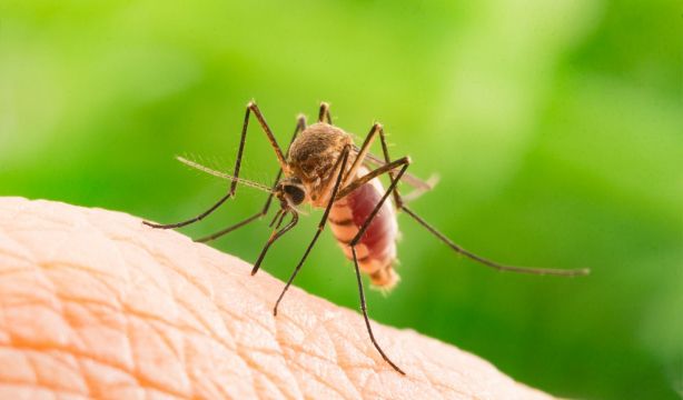 Alertan de la expansión en Europa de los mosquitos del Dengue y el Zilka (Bigstock).