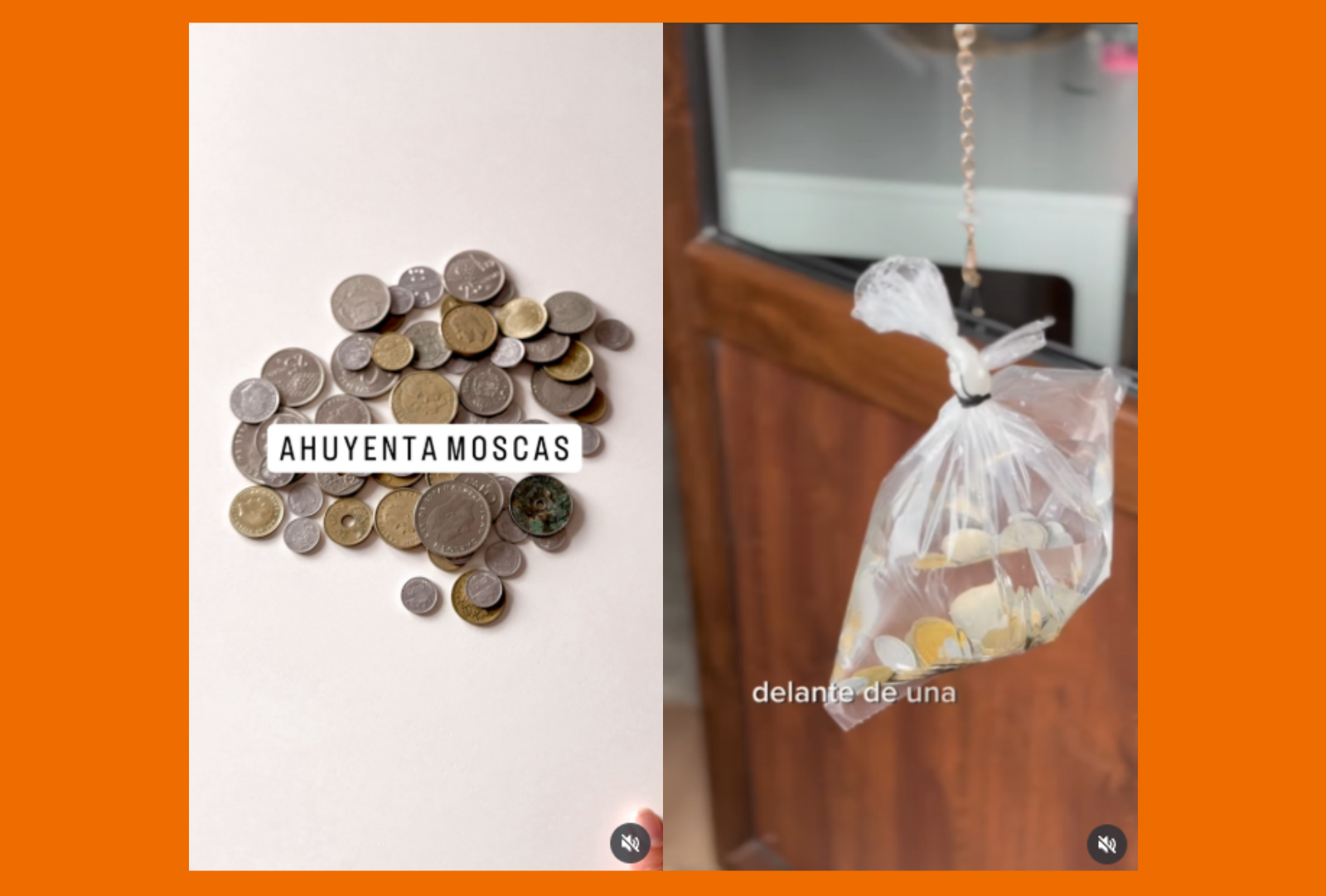 Solo necesitas unas monedas viejas para que las moscas no entren en tu casa: así funciona el truco