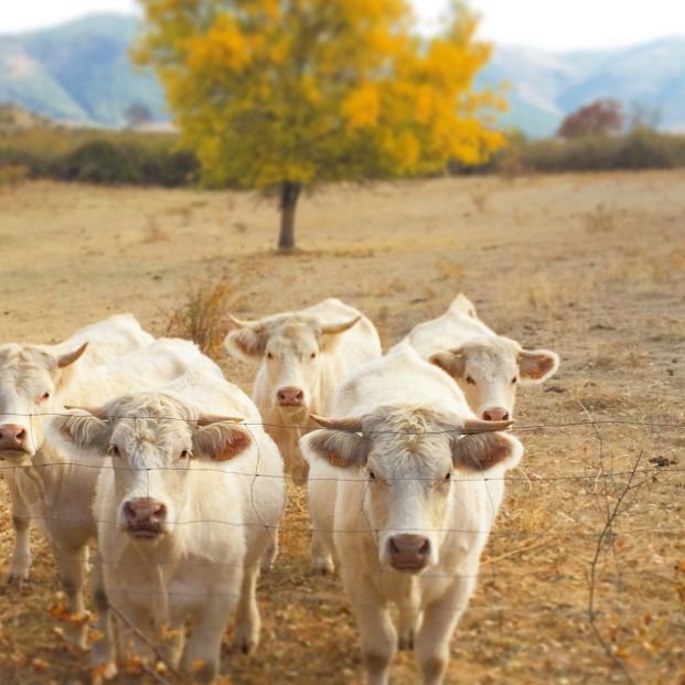 Agroturismo El Capriolo Visita a la ganaderia 