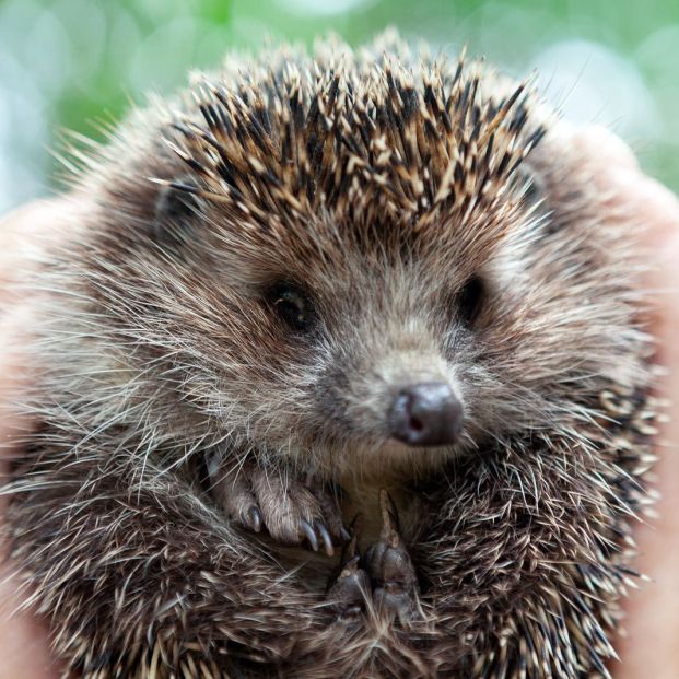 ¿Tienes un erizo de tierra? Cuidados básicos que necesita