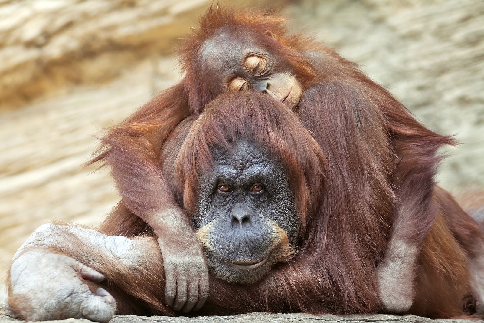 Los orangutanes también se echan la siesta para recuperar sueño