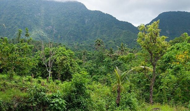 Bali, Forest, Trees, East Bali, Indonesia Bali, Forest, Trees, East Bali, Indonesia