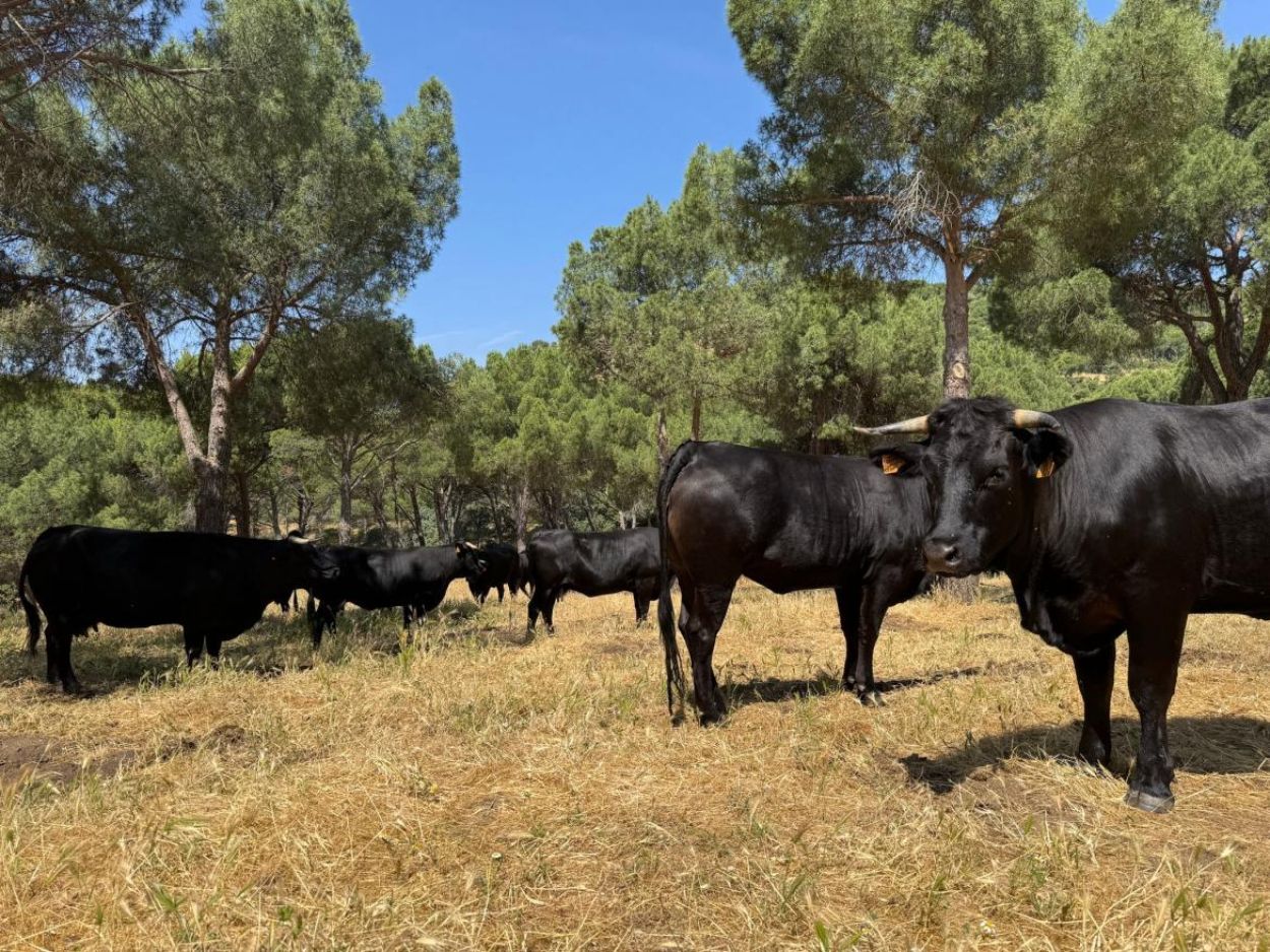 Ganado madrileño: además de proporcionar la mejor carne, ayuda en la prevención de incendios