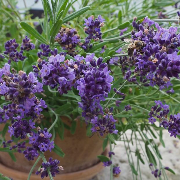 La lavanda expulsa un olor que las arañas detestan y logra ahuyentarlas