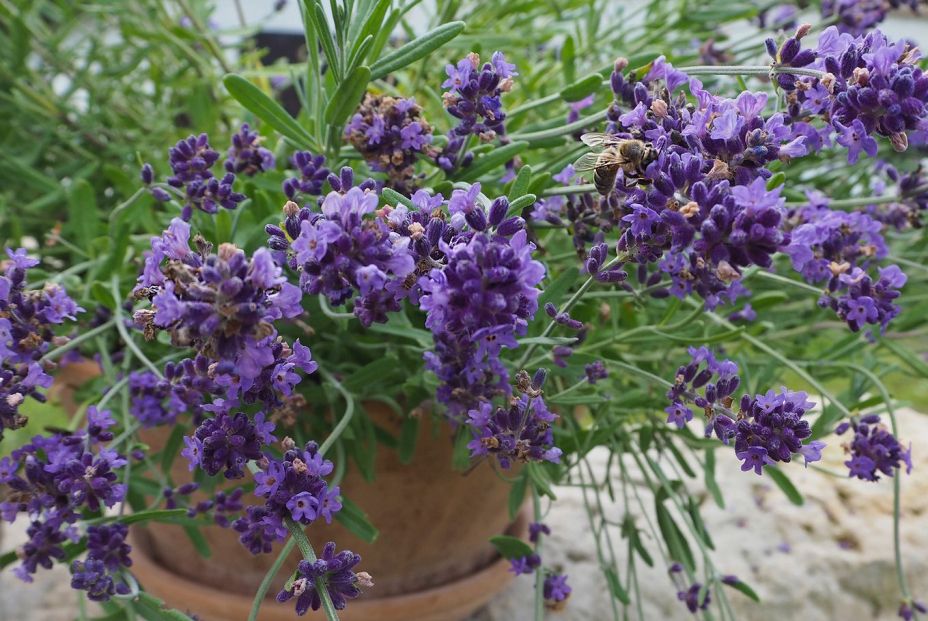 La lavanda expulsa un olor que las arañas detestan y logra ahuyentarlas