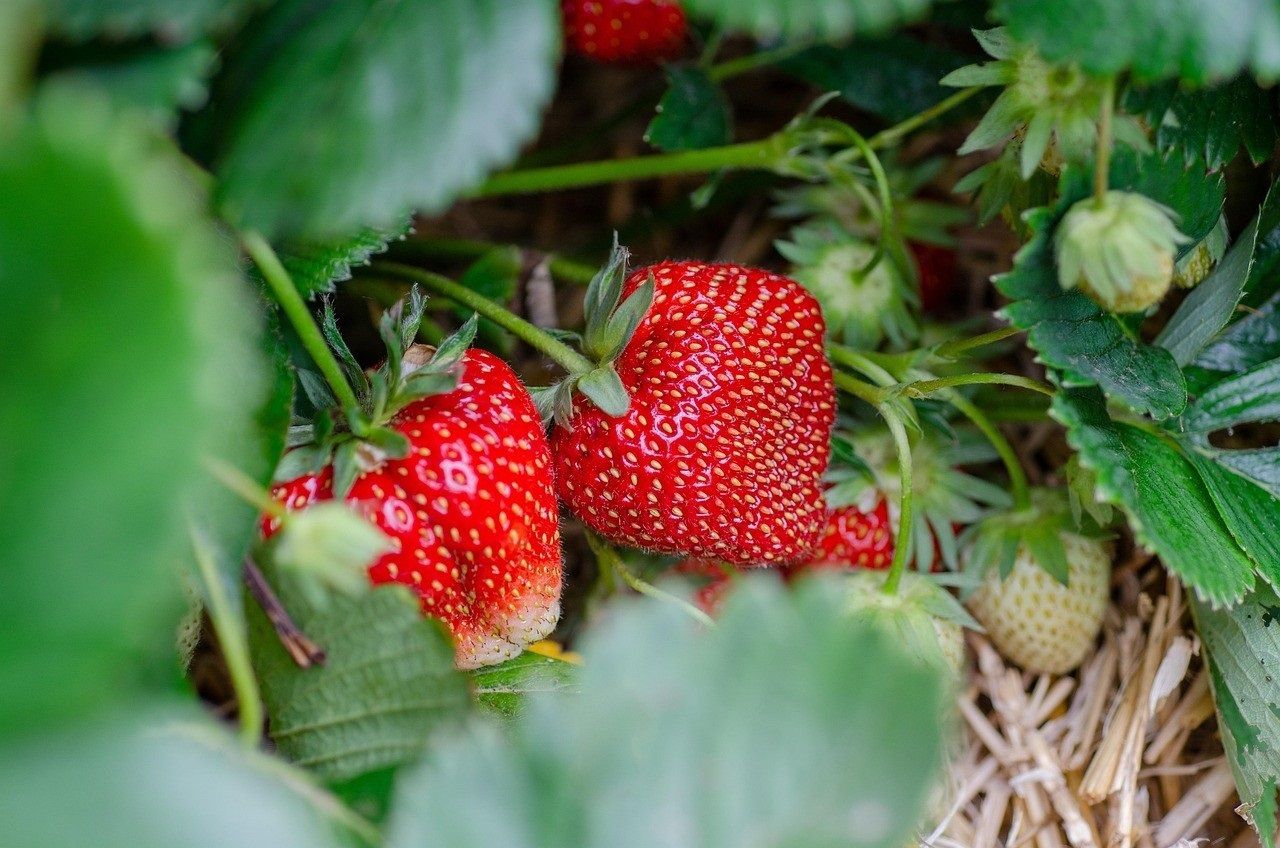 'ECOSYSTEM' el proyecto europeo de bioenvases alimentarios a partir del desperdicios de fresas 'ECOSYSTEM' el proyecto europeo de bioenvases alimentarios a partir del desperdicios de fresas