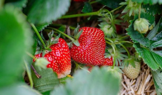 'ECOSYSTEM' el proyecto europeo de bioenvases alimentarios a partir del desperdicios de fresas