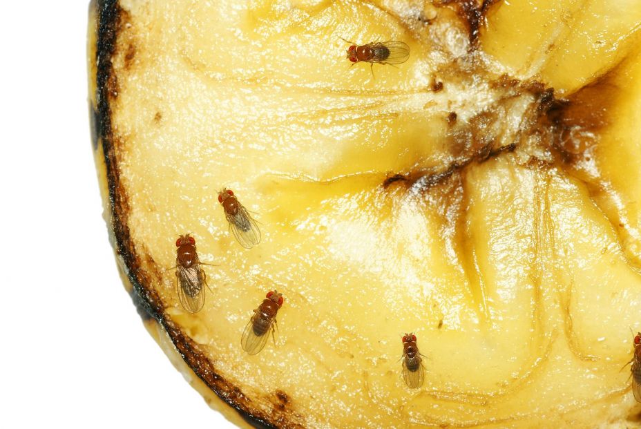 bigstock Fruit Flies On Rotting Banana 35898925 bigstock Fruit Flies On Rotting Banana 35898925
