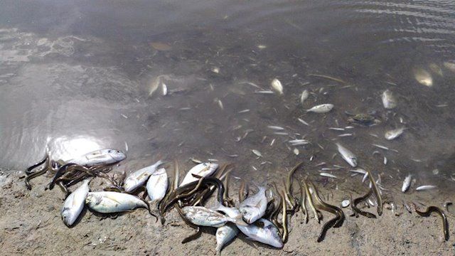 La Fiscalía abrirá una investigación por la muerte de miles de peces en el Mar Menor