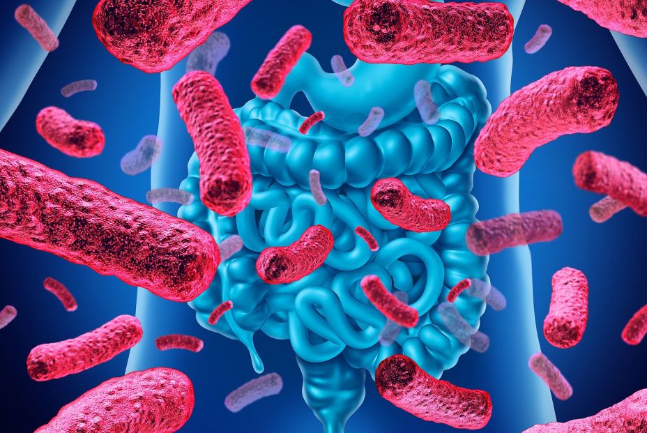 bigstock Intestine Bacteria And Gut Flo 240508114