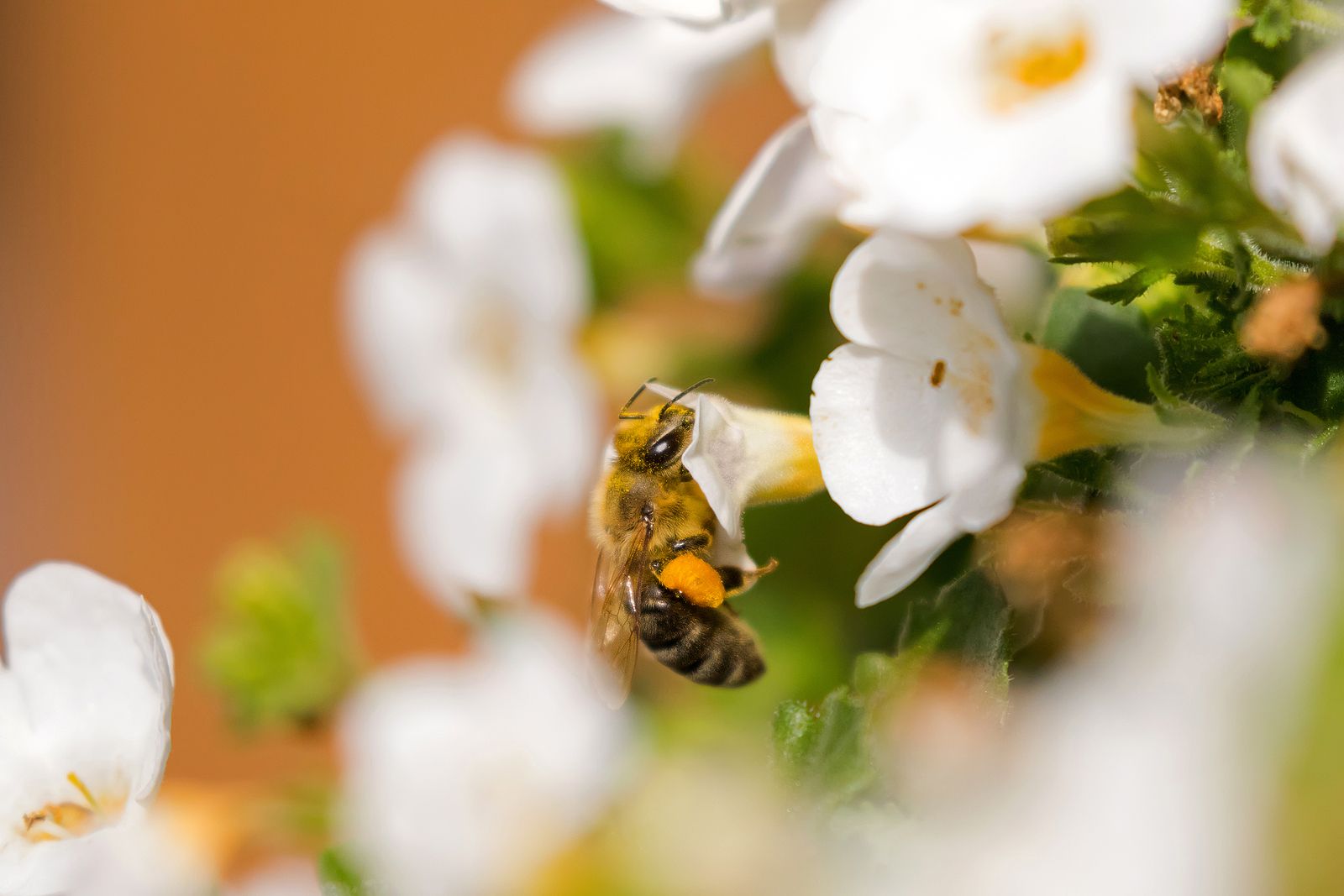 El veneno de abeja como potencial terapéutico en enfermedades como el cáncer El veneno de abeja como potencial terapéutico en enfermedades como el cáncer